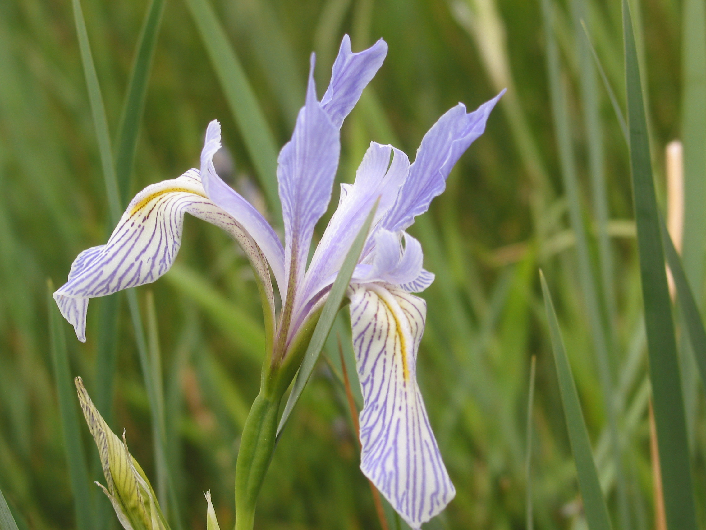 Iris Sp.